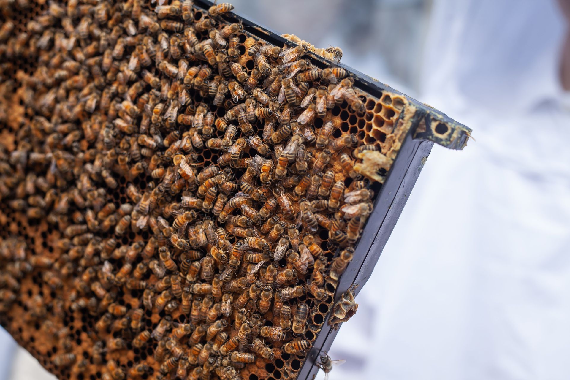 Honeybees clustered on a tilted honeycomb frame held outdoors