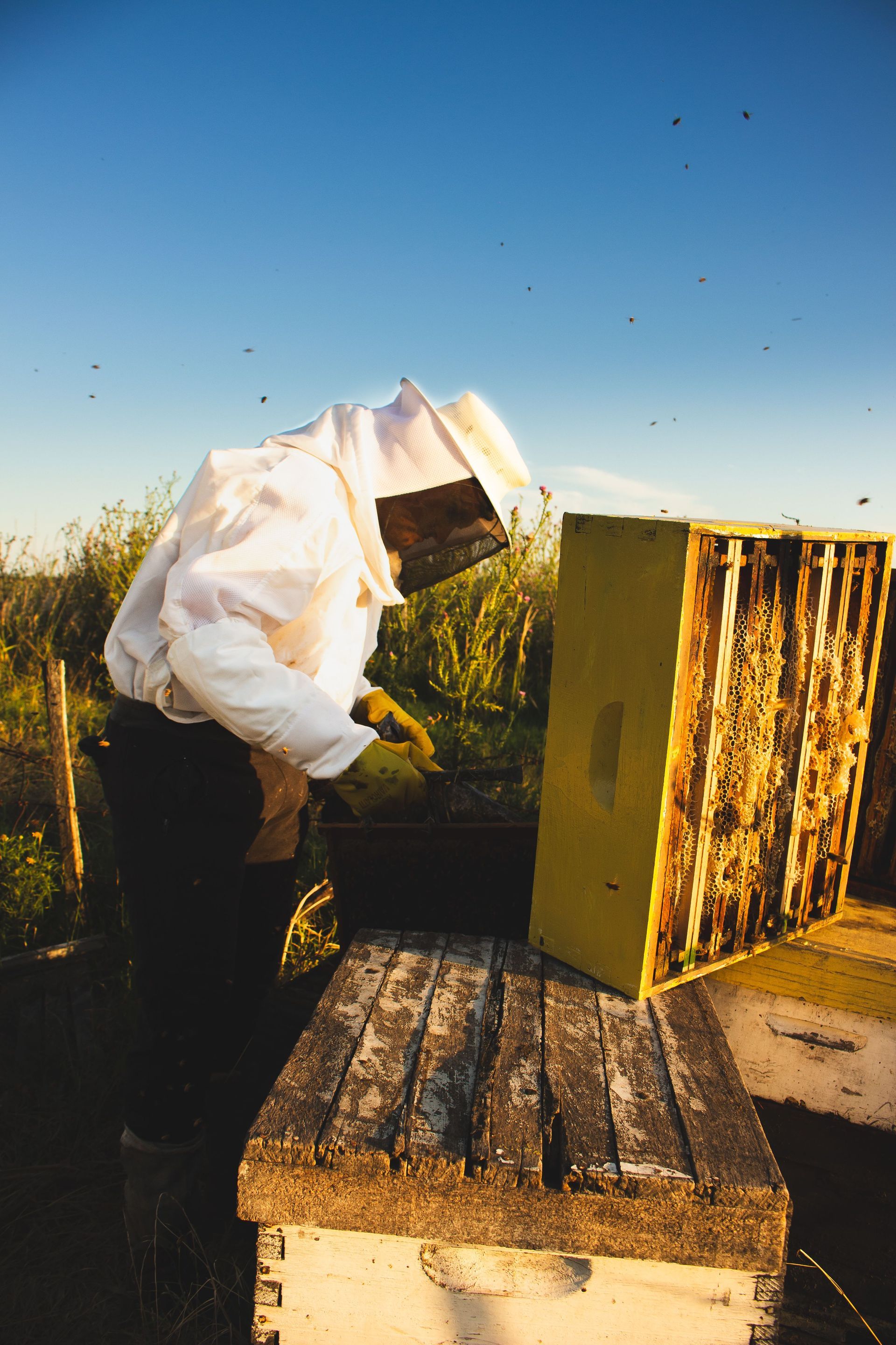 Person in a beekeeping suit checking hive boxes in a sunny field