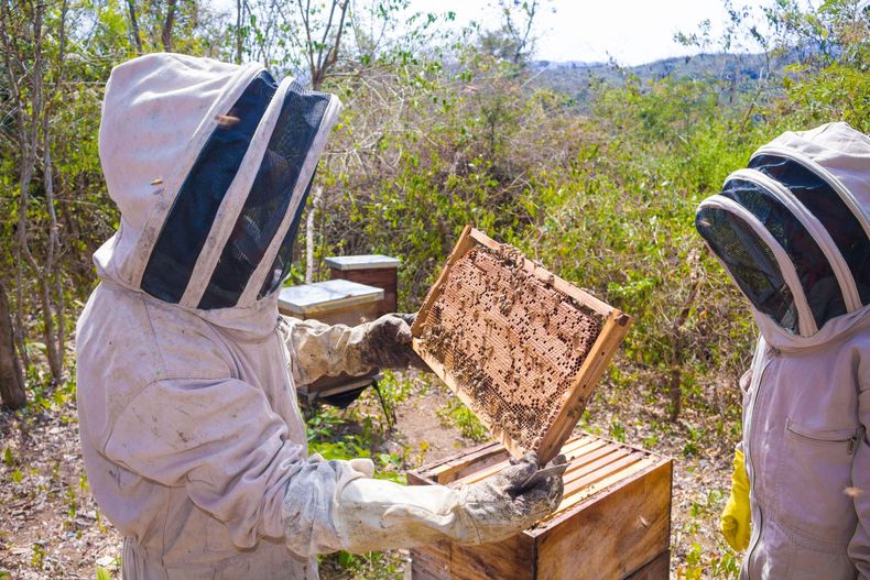 Two beekeepers in protective suits inspect a honeycomb frame beside an open hive outdoors.