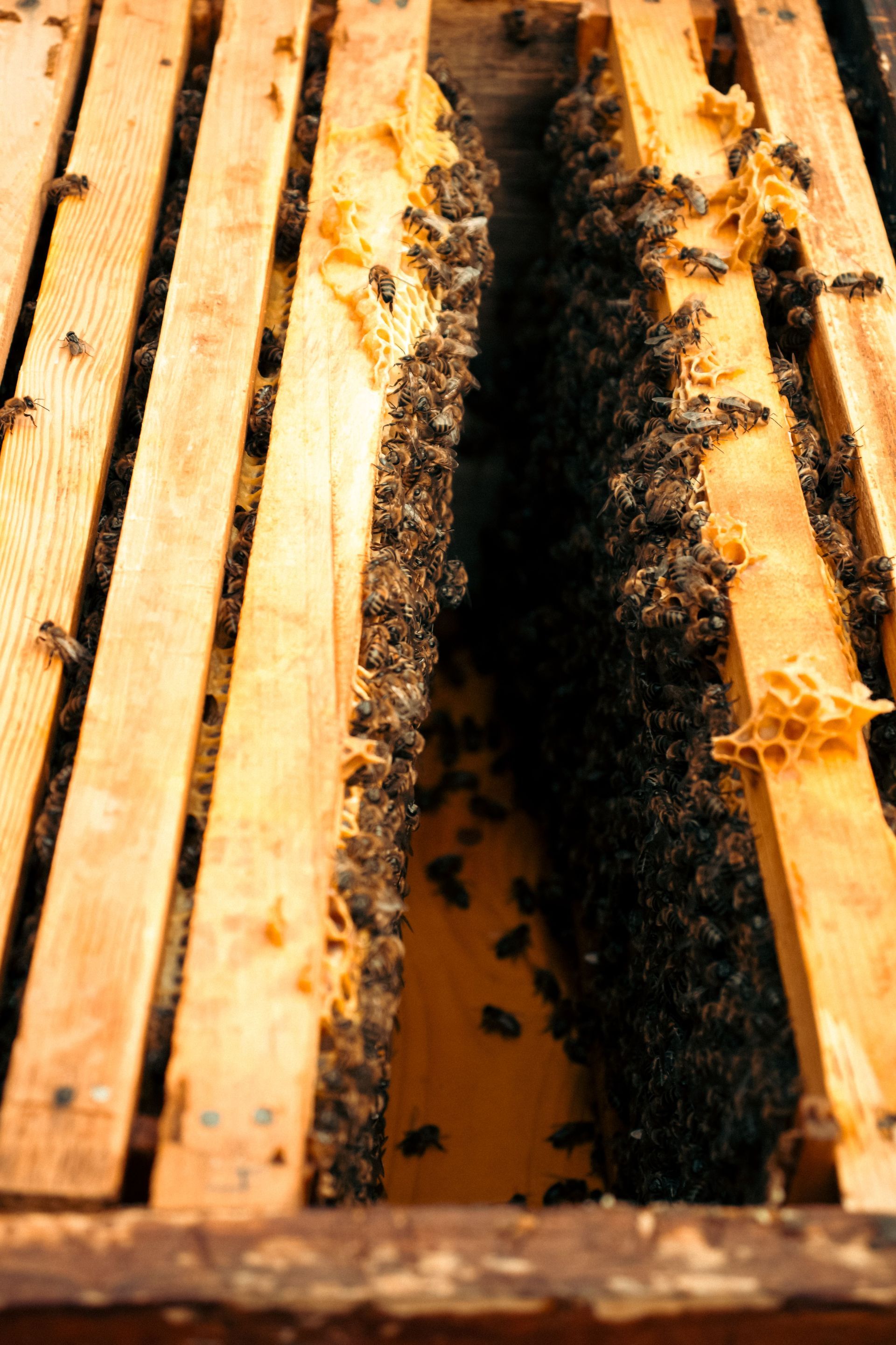 Close-up of honeycomb frames with bees clustered on the comb in a wooden hive box