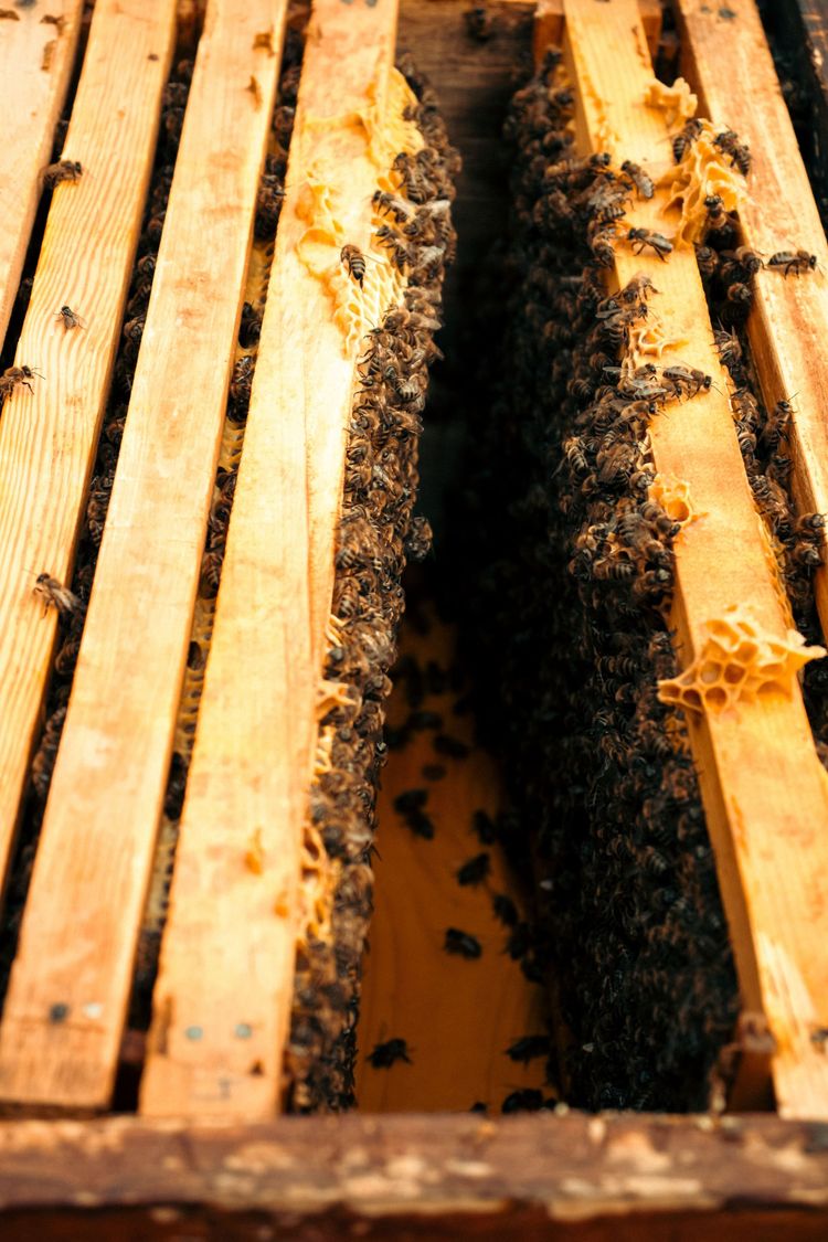 Close-up of honeycomb frames with bees clustered between wooden hive slats.