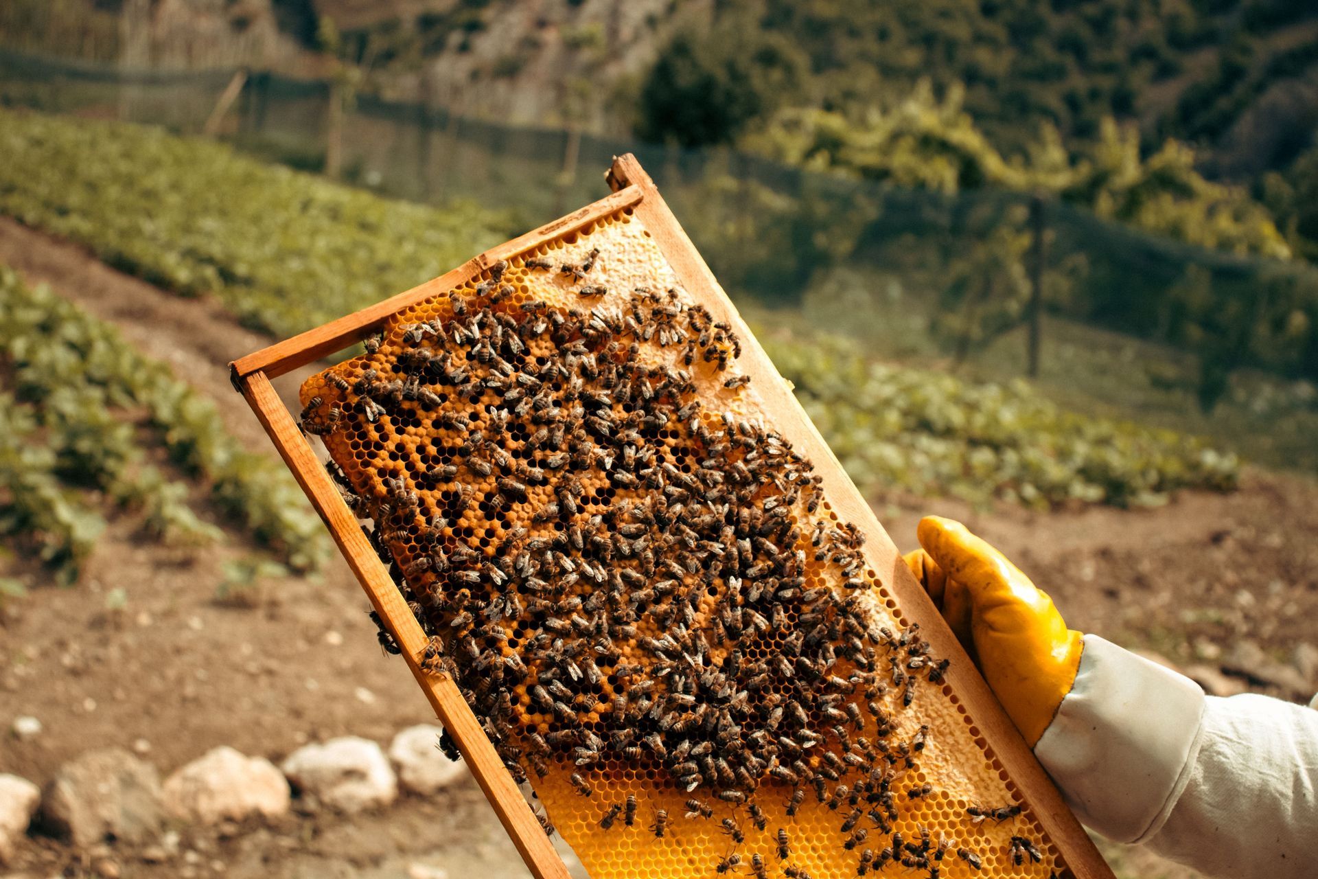 Beekeeper holding a honeycomb frame covered with bees in a sunny field