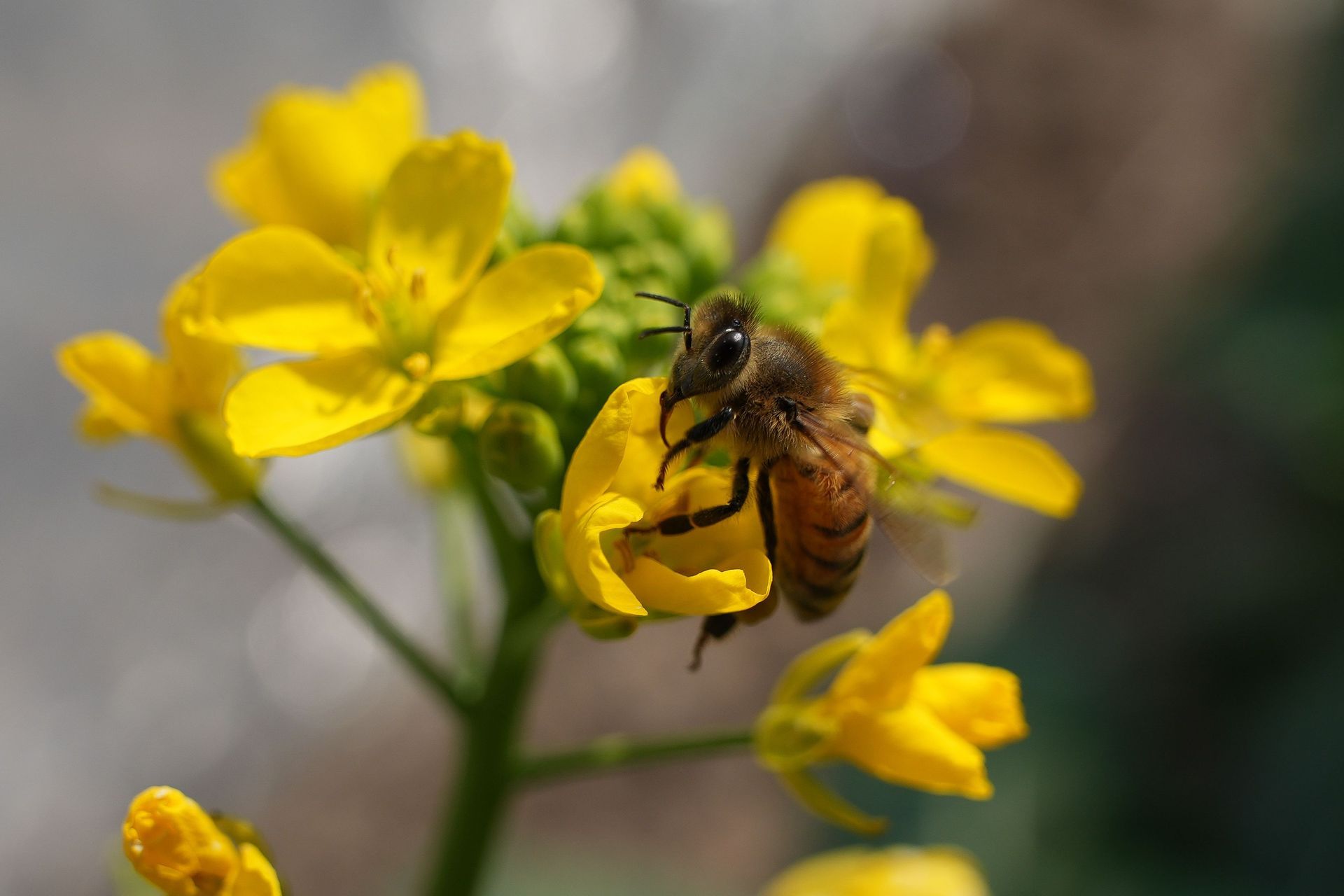 Bee on yellow flowers with a blurred background