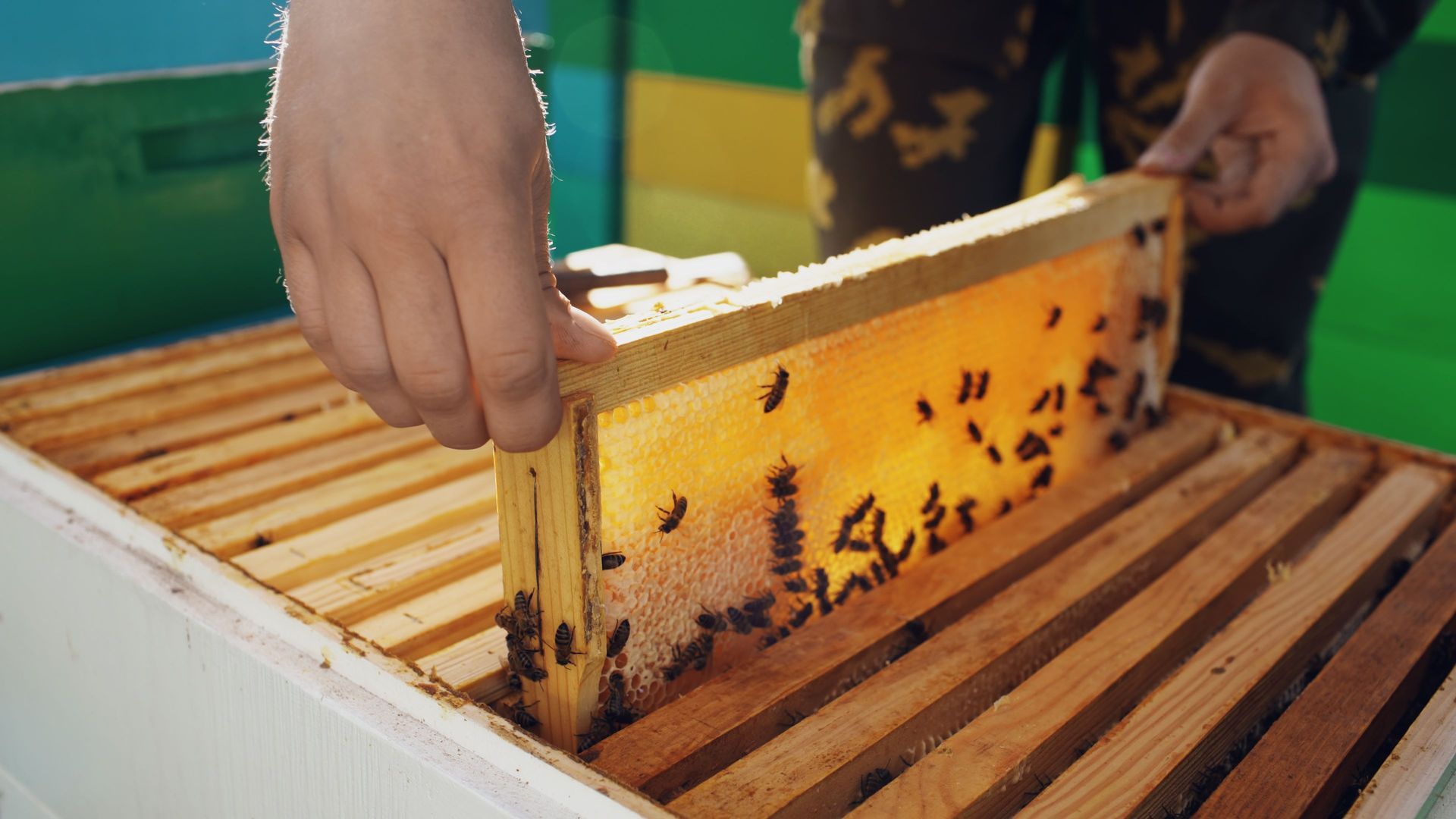 Hands removing a honeycomb frame with bees from a beehive box