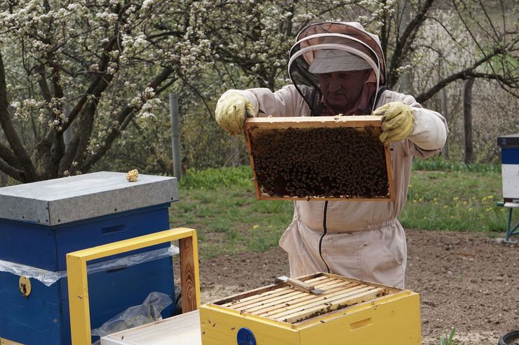 Beekeeper holding a honeycomb frame beside blue beehives in an orchard