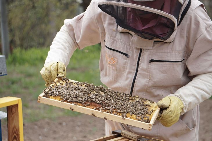 Beekeeper in protective suit inspecting a honeycomb frame covered with bees outdoors