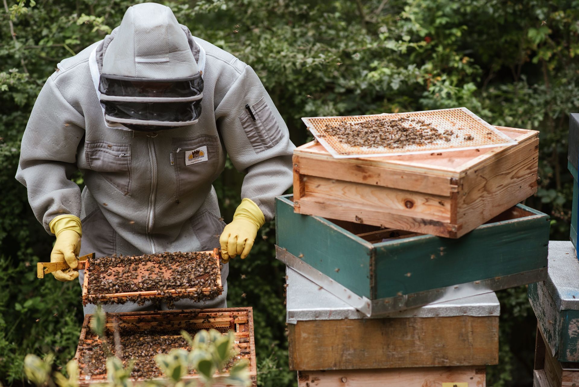 Beekeeper in gray suit inspecting a honeycomb near stacked wooden hives outdoors
