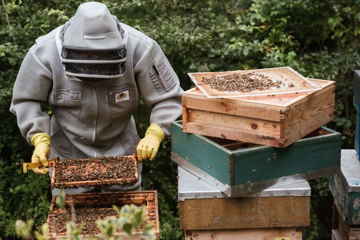 Beekeeper inspecting a honeycomb beside stacked beehive boxes outdoors