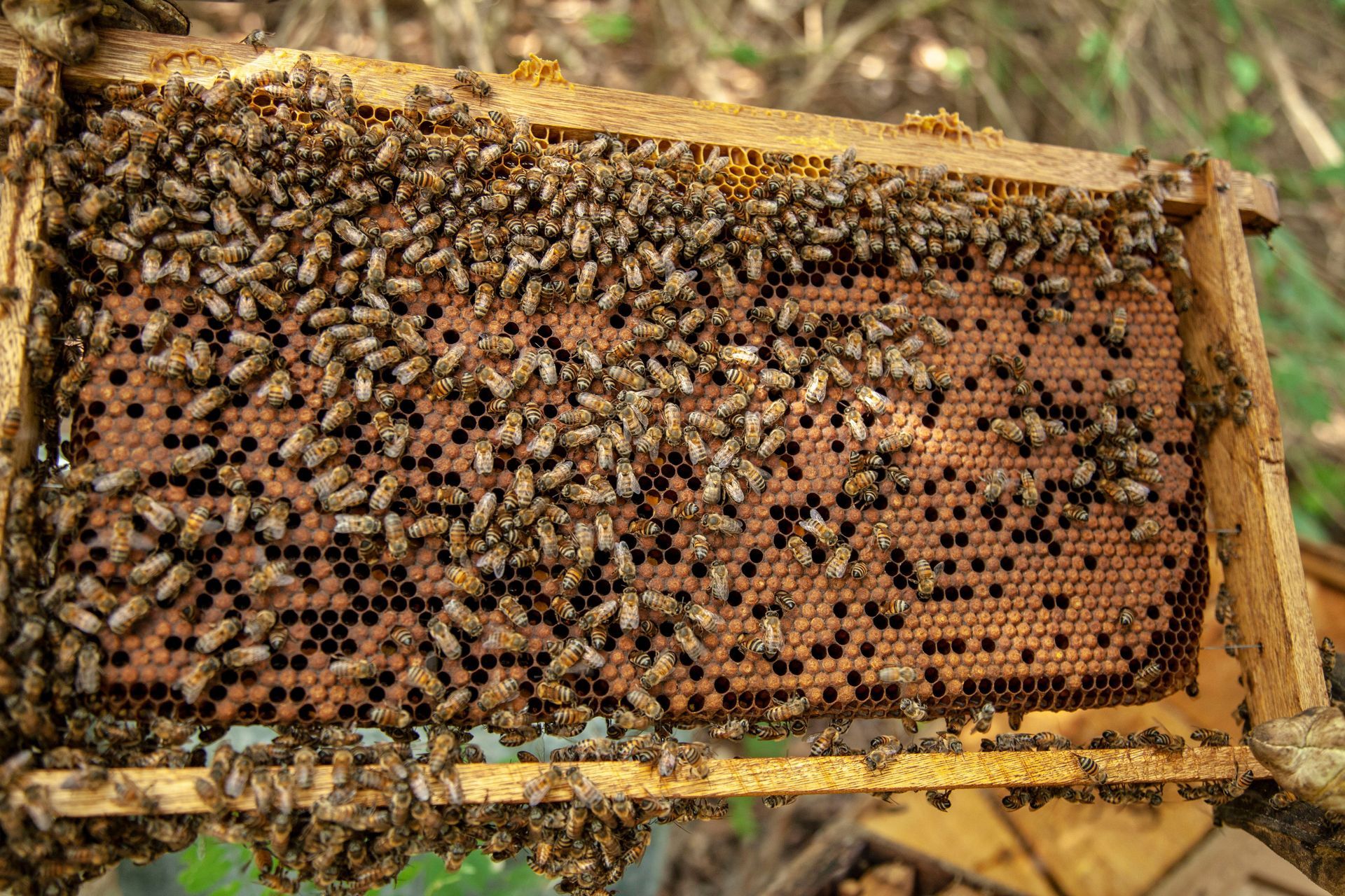 Close-up of a hive frame covered with bees and open honeycomb cells