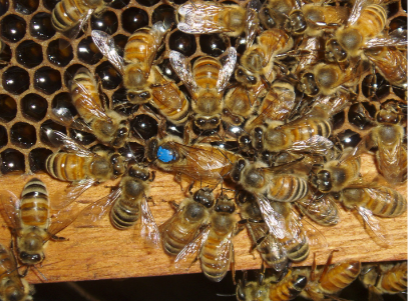 Bees covering a honeycomb frame in a wooden hive box outdoors
