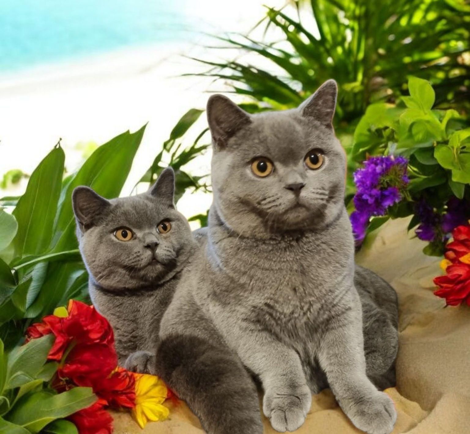 Two Cats Are Standing Next To Each Other On A Shelf — Jovelles Cat Motel In Cranley, QLD