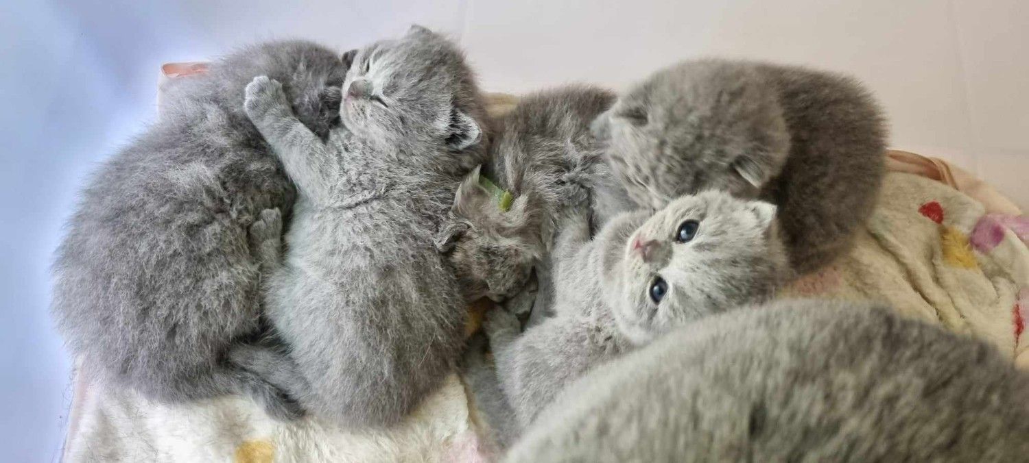 Fluffy gray kittens cuddled together on a soft blanket, one resting on its back — Jovelles Cat Motel In Cranley, QLD