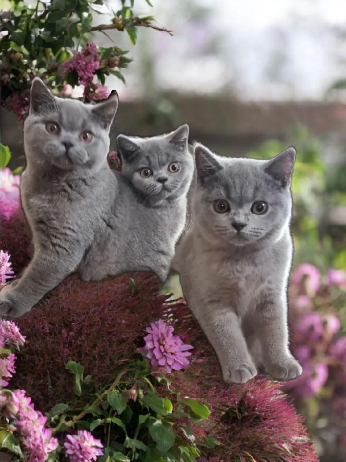 Three gray kittens among pink flowers, one stepping forward outdoors — Jovelles Cat Motel In Cranley, QLD
