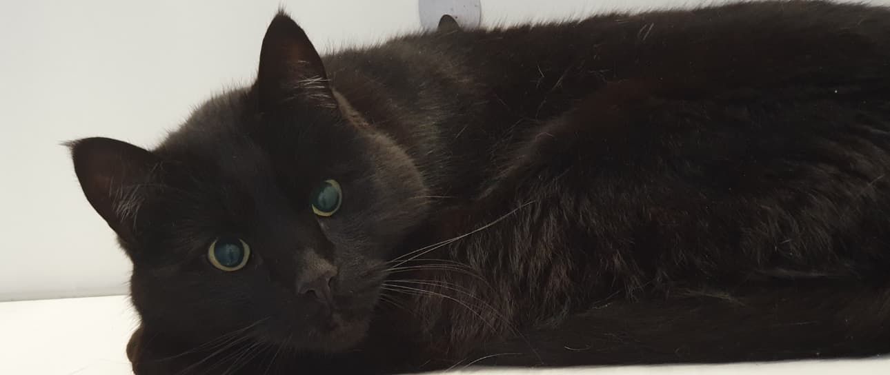 A Black Cat With Green Eyes Is Laying On A White Surface — Jovelles Cat Motel In Cranley, QLD