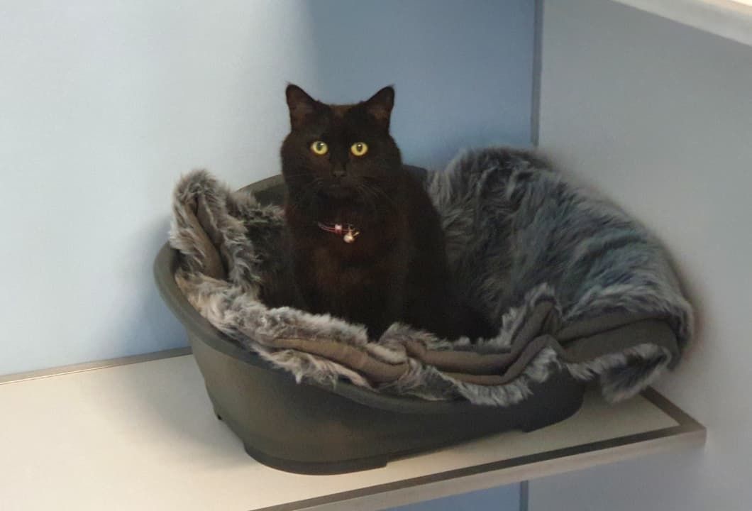 A Black Cat Is Sitting In A Dog Bed With A Blanket — Jovelles Cat Motel In Cranley, QLD