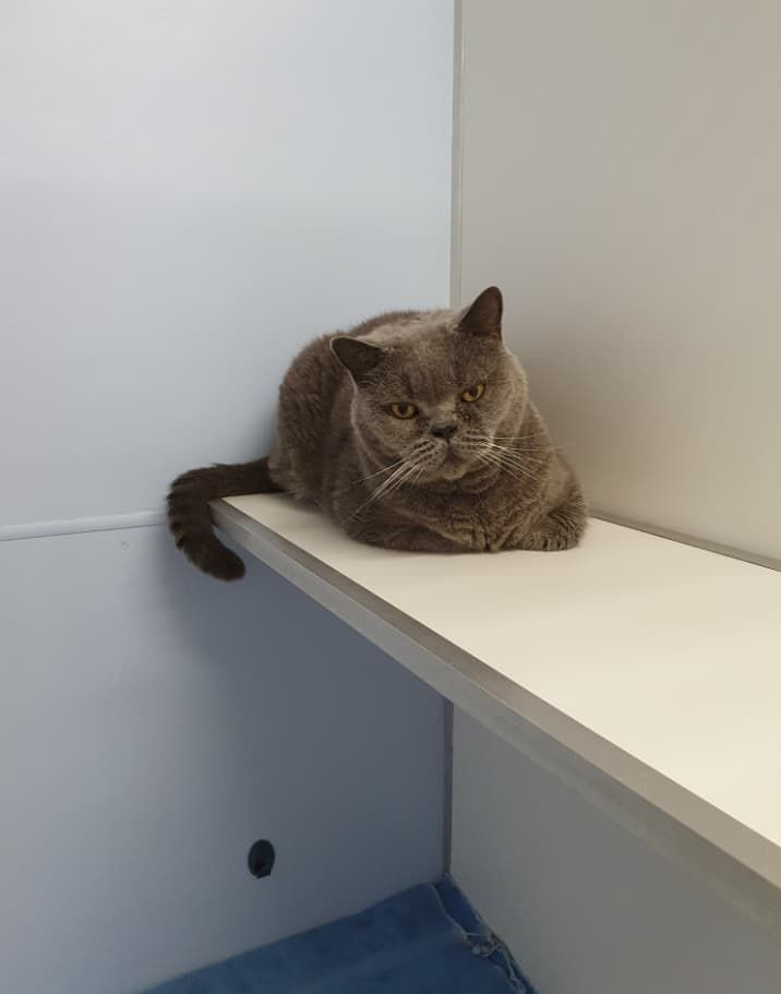 Gray cat curled on a white shelf in a corner, looking toward the camera — Jovelles Cat Motel In Cranley, QLD