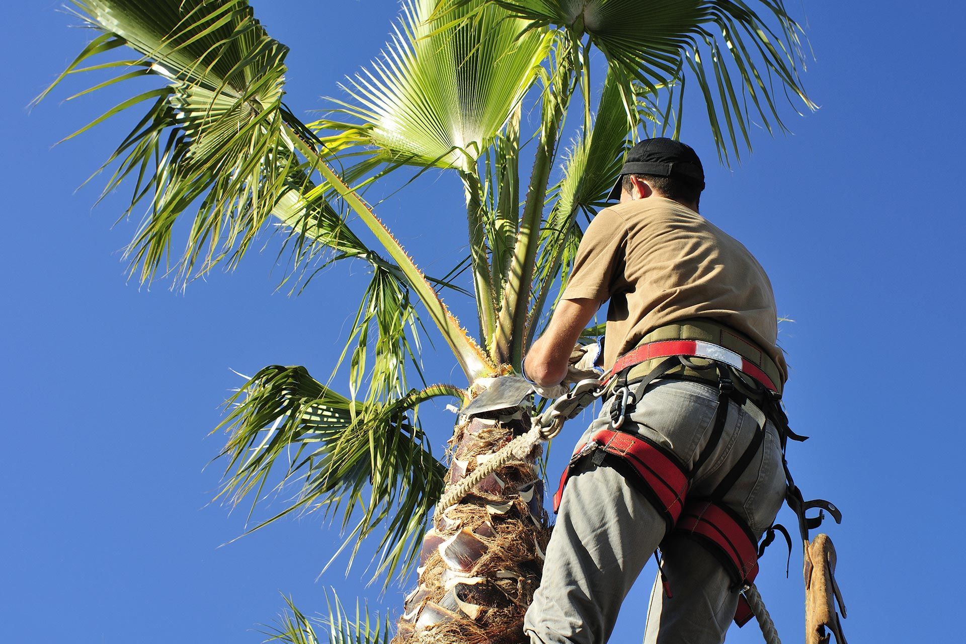 A tree surgeon in a harness trims a tall palm under a clear blue sky. A tree surgeon in a harness trims a tall palm under a clear blue sky.