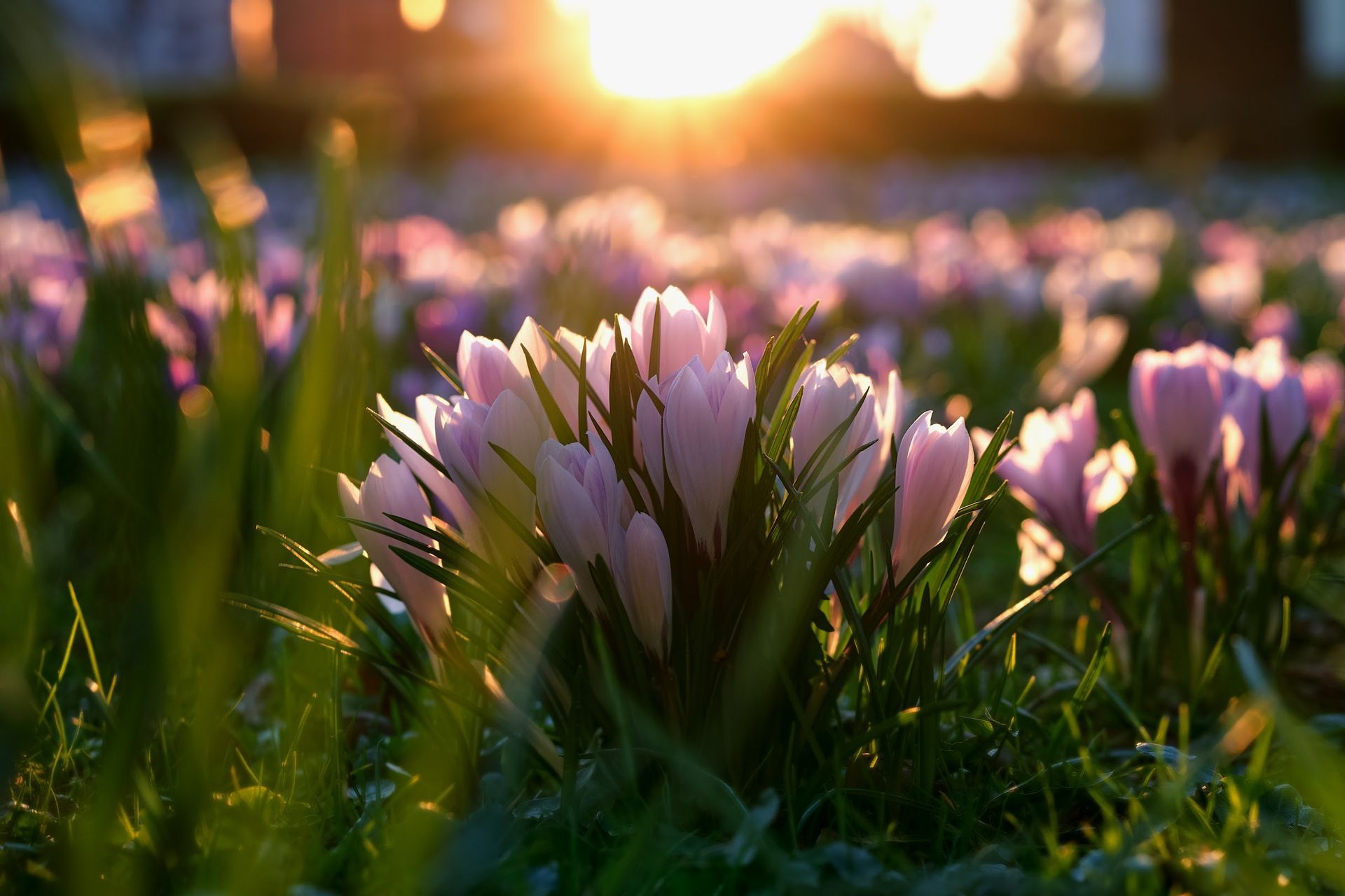 Krokusse