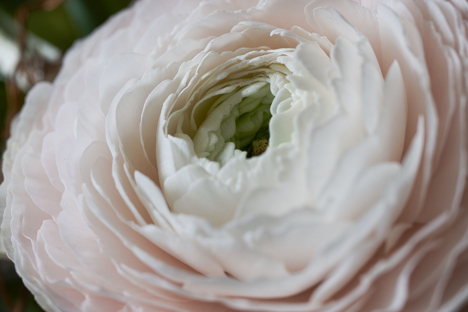 Macrofotografie