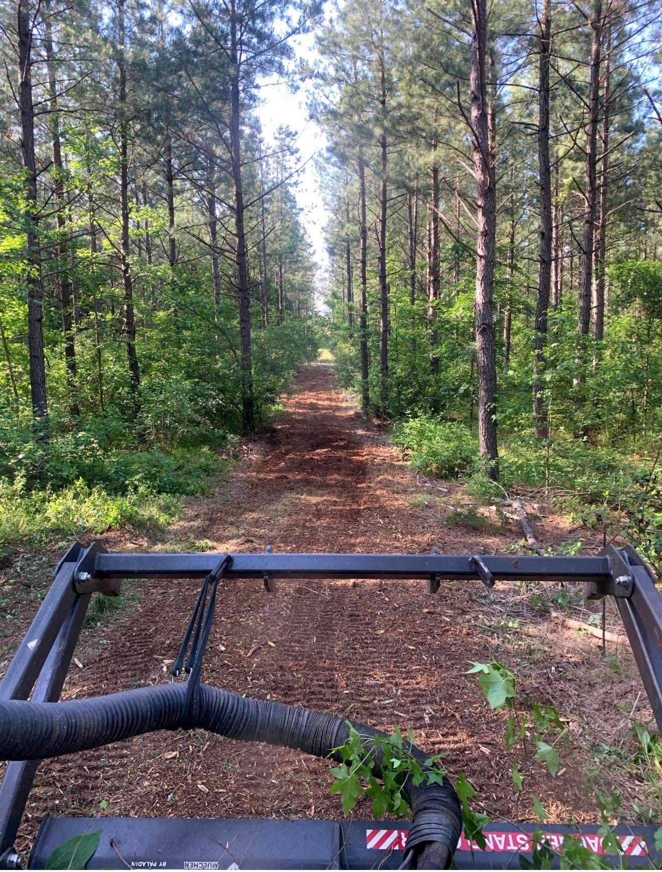View from a vehicle on a narrow dirt trail through a sunlit pine forest