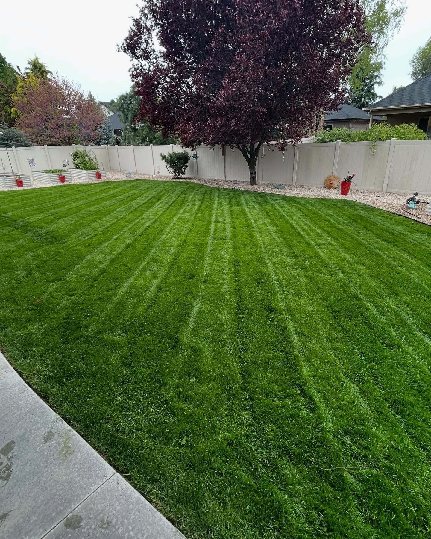 Freshly mowed green lawn with striped pattern, white fence, and a purple-leaf tree in a backyard