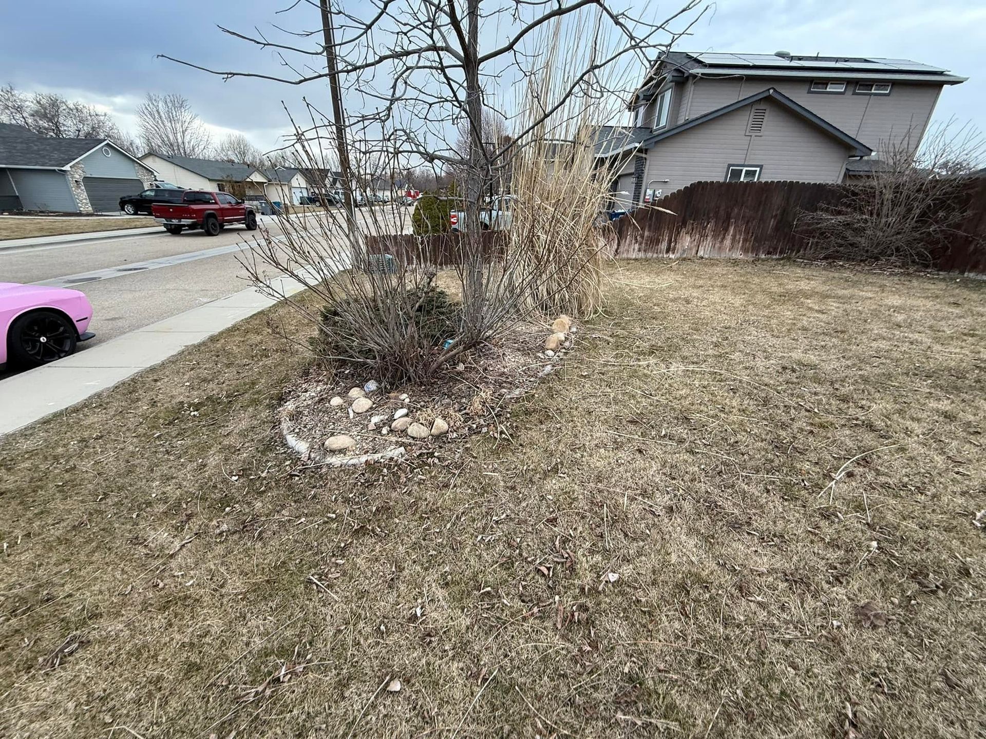 Suburban front yard with dried plants, leafless tree, and house beside a quiet street