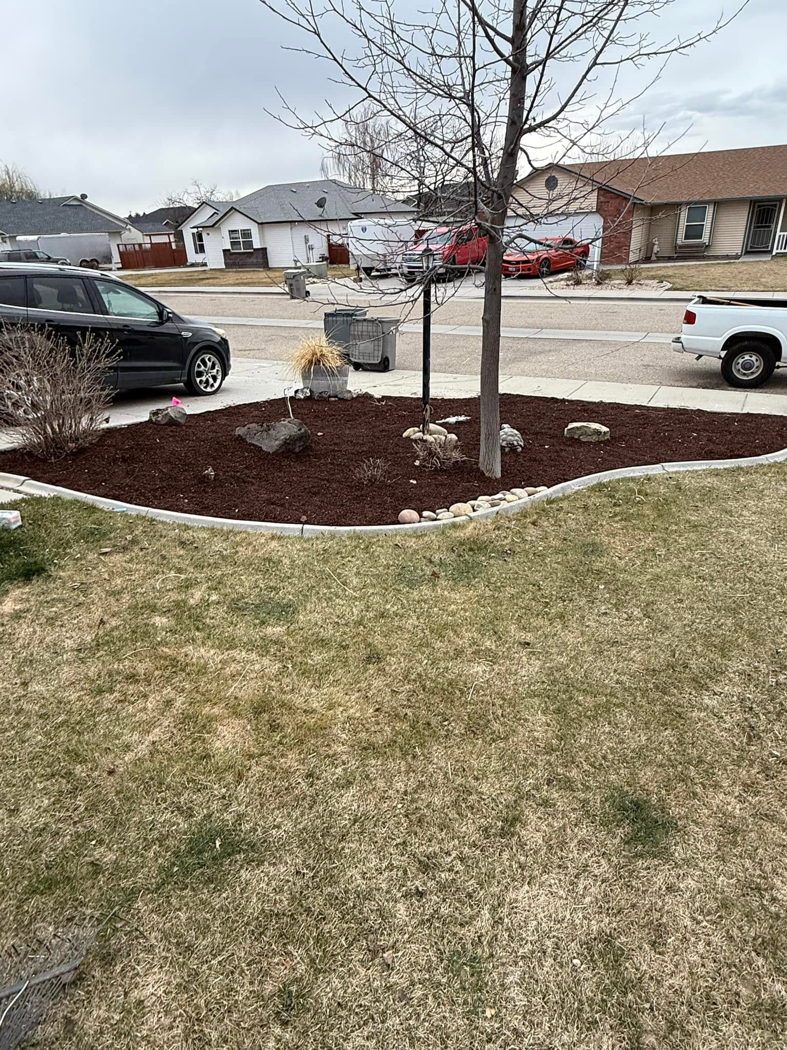 Front yard with young trees, mulch bed, and parked cars on a cloudy suburban street