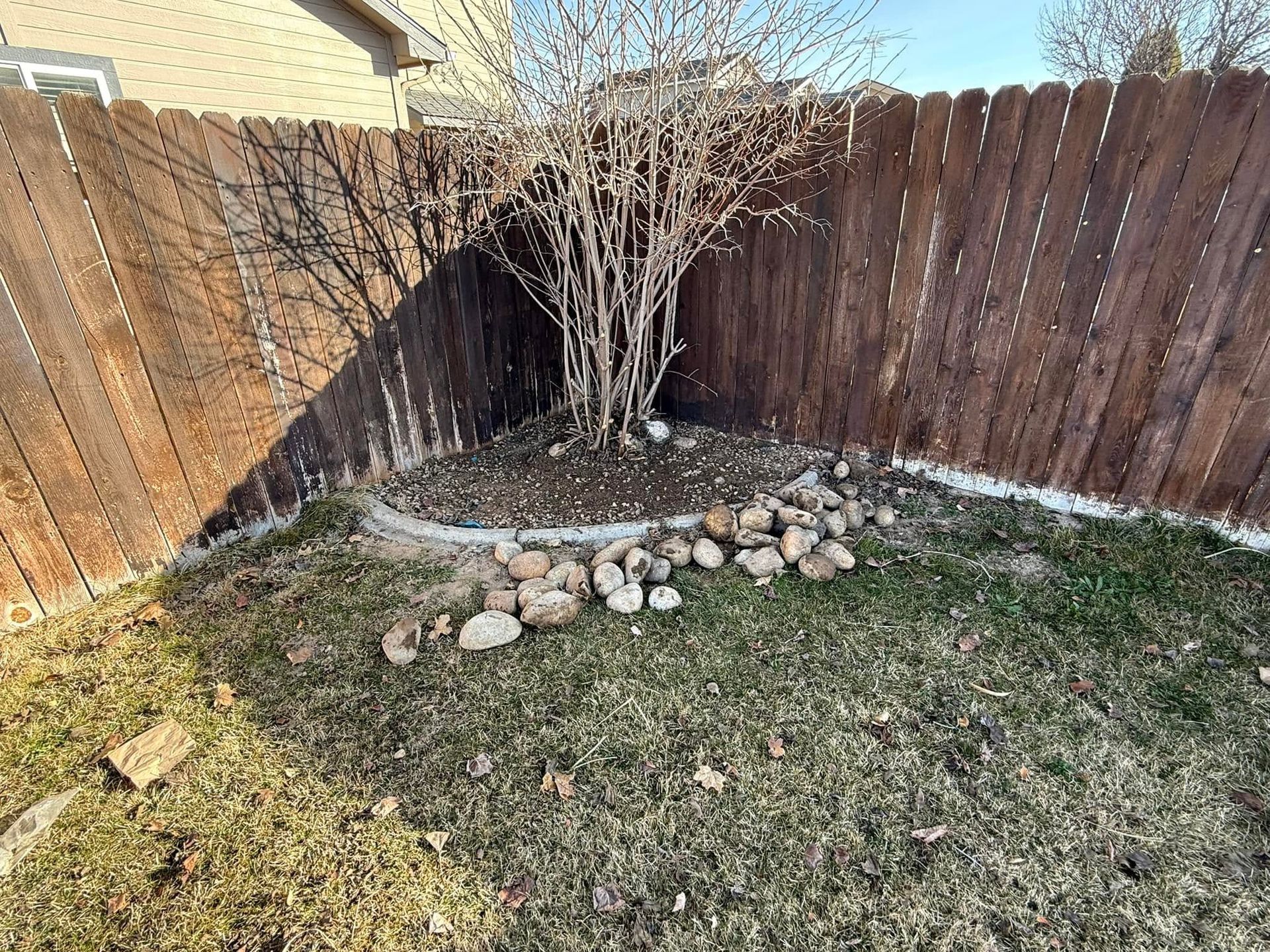 Small backyard corner with a leafless tree, stone border, wooden fence, and patchy grass under bright sunlight
