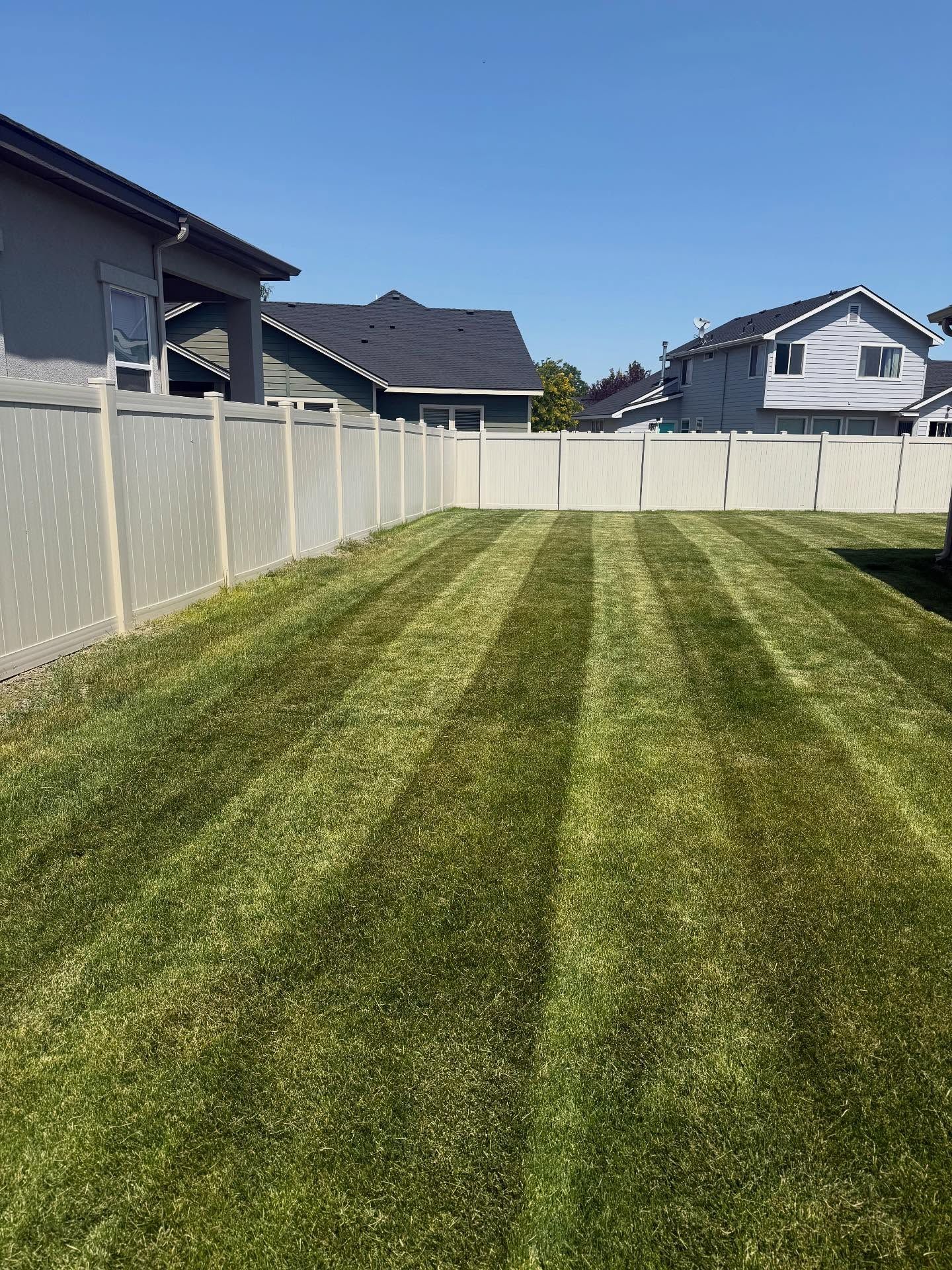 Freshly mowed green backyard with striped lawn, white vinyl fence, and suburban houses under a clear blue sky