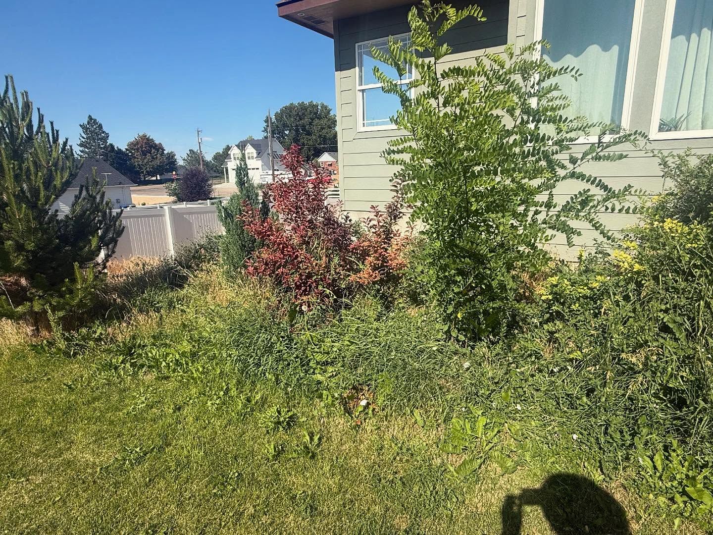 Sunny garden with green shrubs and a house exterior in the background