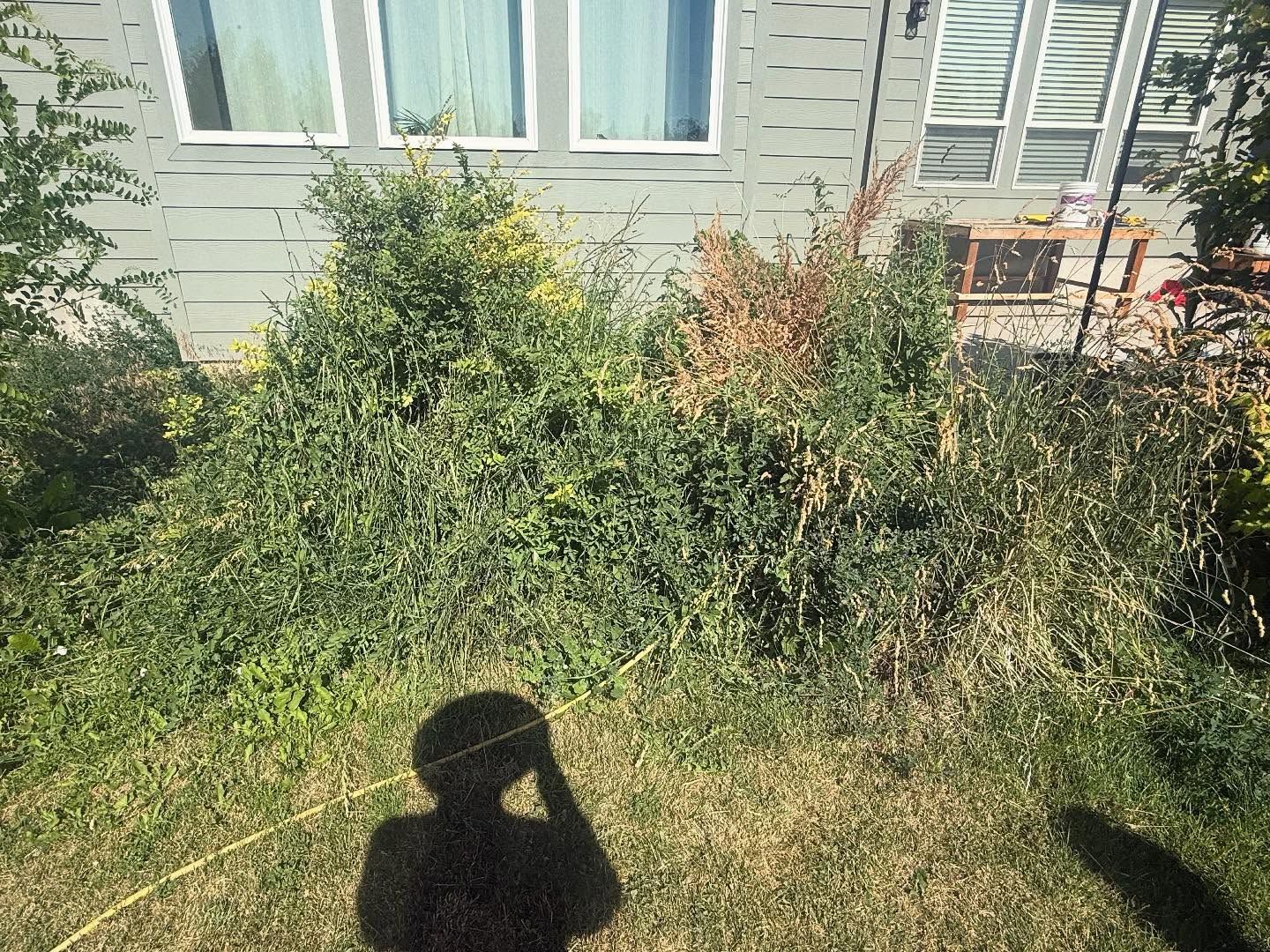 Overgrown front yard with bushes and grass beside a house’s windows and siding
