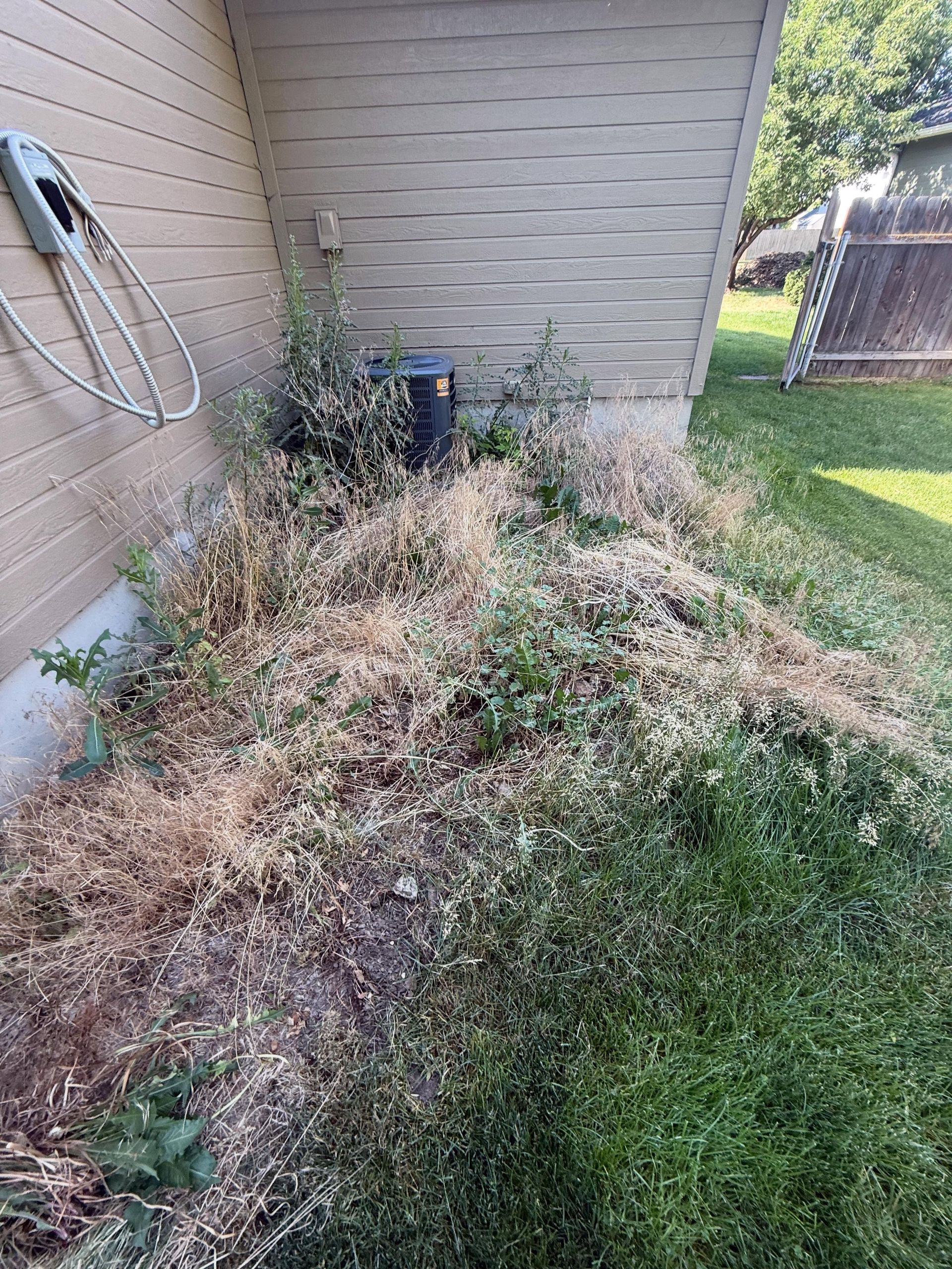 Overgrown weeds and dry grass beside a house wall, with a garden hose on the left.