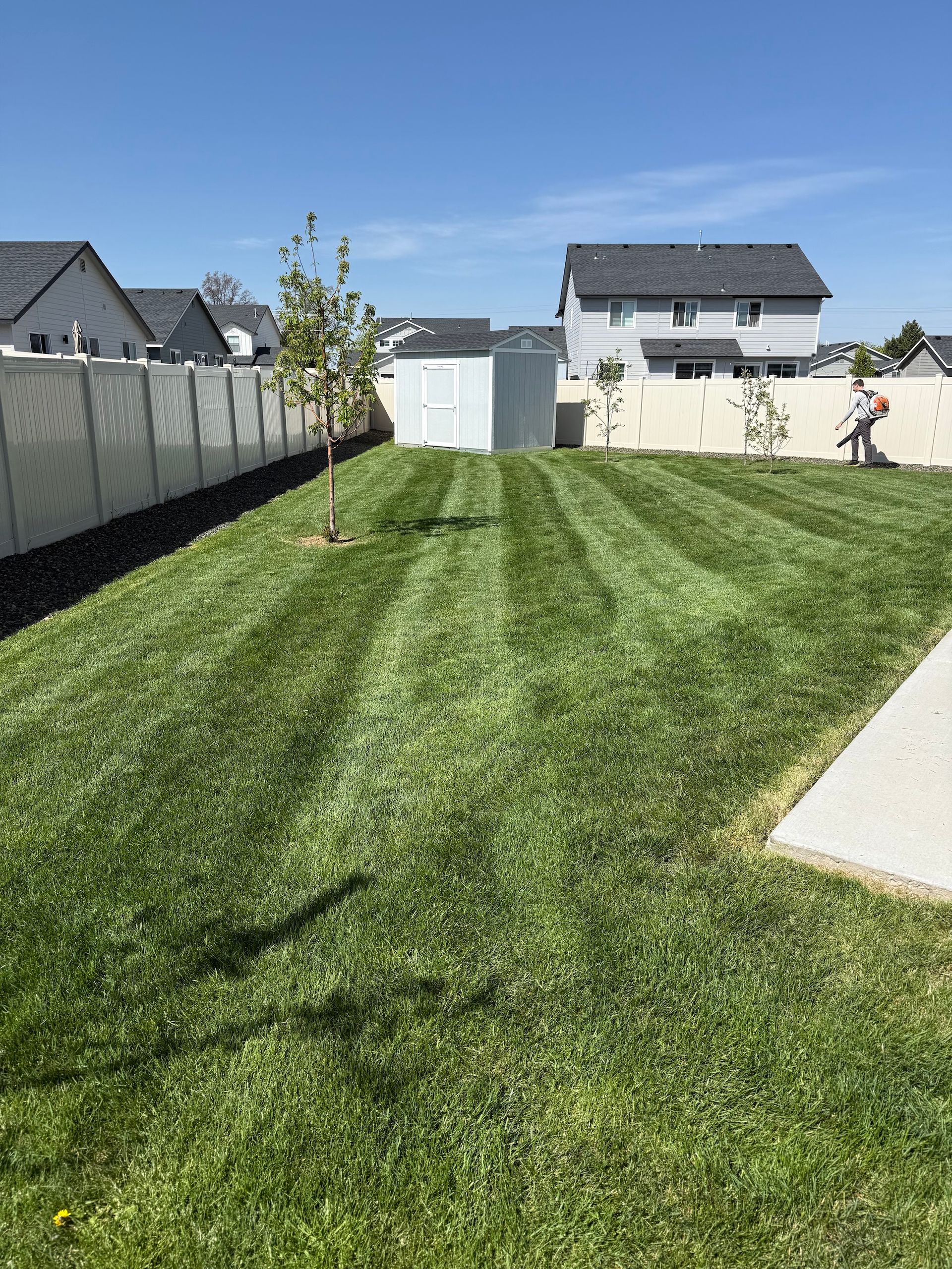 Backyard with freshly mowed grass, a young tree, and sheds under a blue sky; a person stands near the right wall.