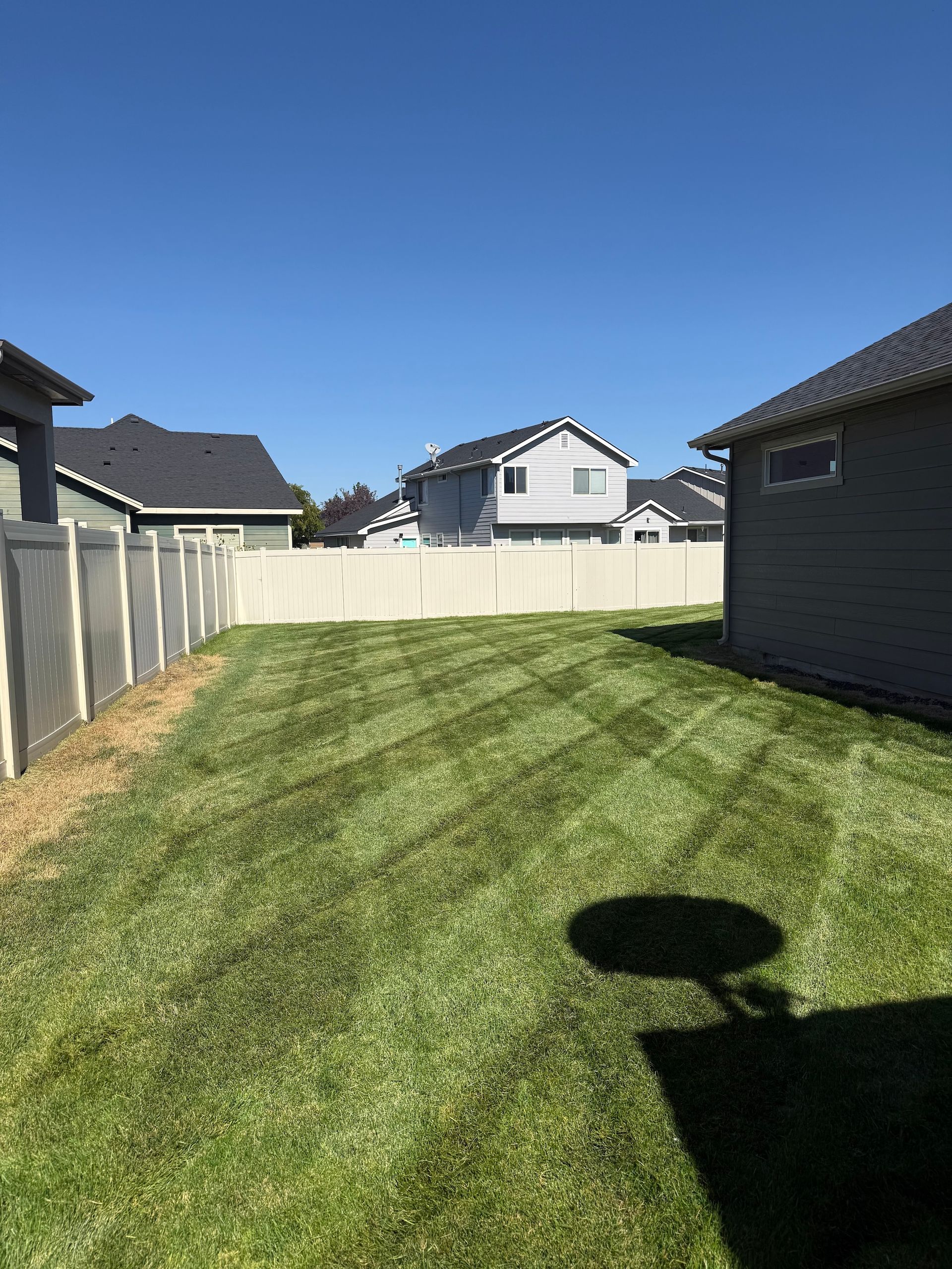 Backyard with freshly mowed grass, white fence, and neighboring houses under a clear blue sky