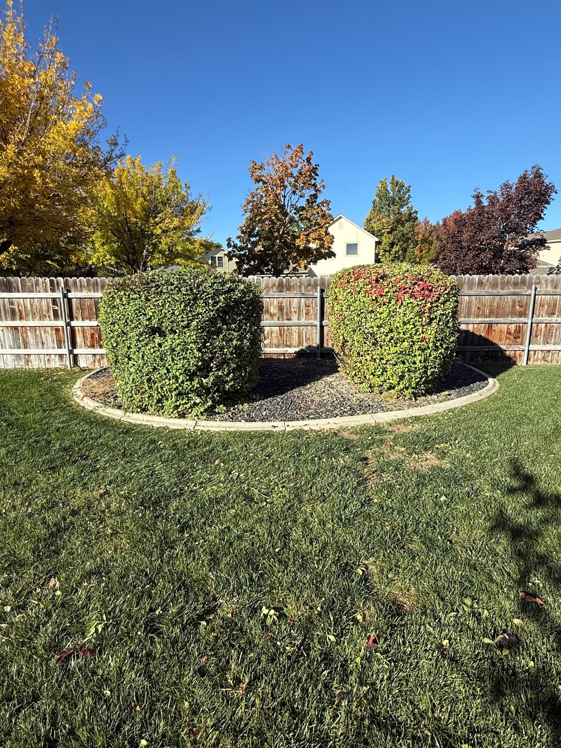 Backyard with trimmed hedges, a wooden fence, and autumn trees under a clear blue sky