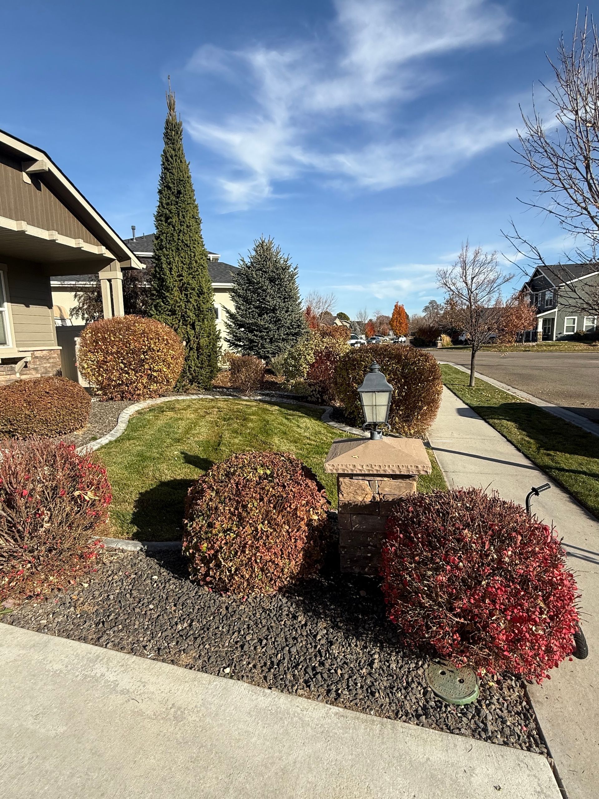 Front yard landscaping with red shrubs, a stone path, and a tall evergreen by a suburban house under a blue sky