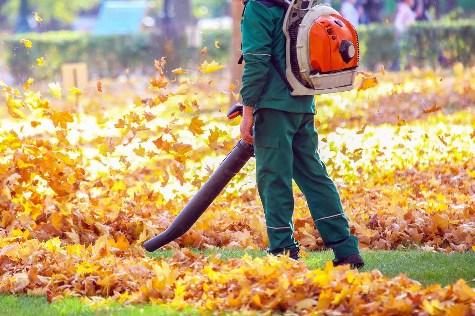 Person using a leaf blower to clear a yard covered in yellow autumn leaves
