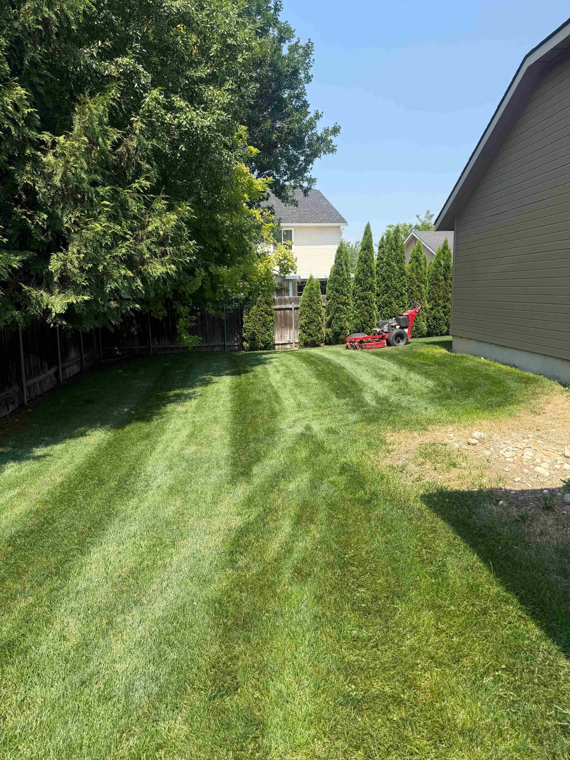 Sunny backyard lawn with trees, a side house, and red flowers near a fence