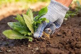 Gloved hand planting a green seedling in dark soil