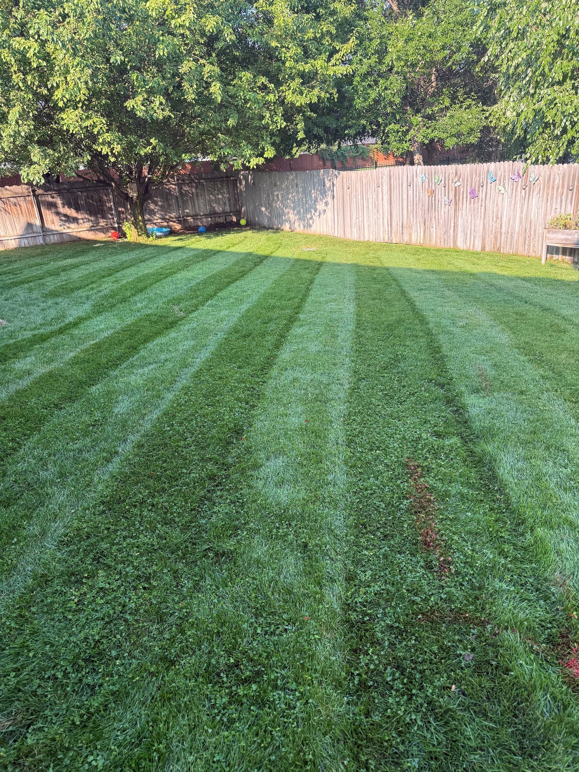 Backyard lawn with striped green grass, trees, and a wooden fence in sunlight