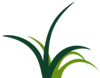 grass