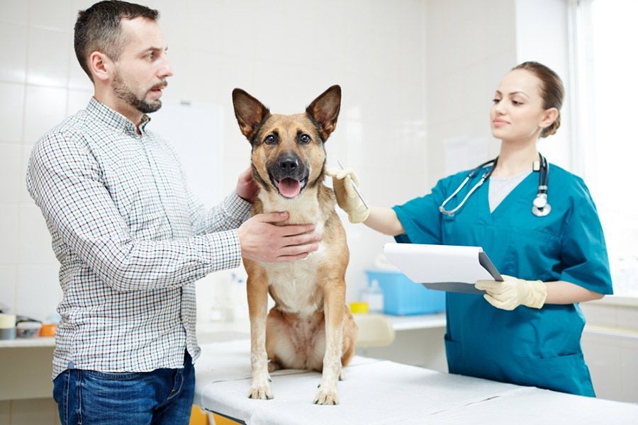 A Man is Holding a Dog While a Veterinarian Examines It — Palms Vets–Hermit Park in Hermit Park, QLD