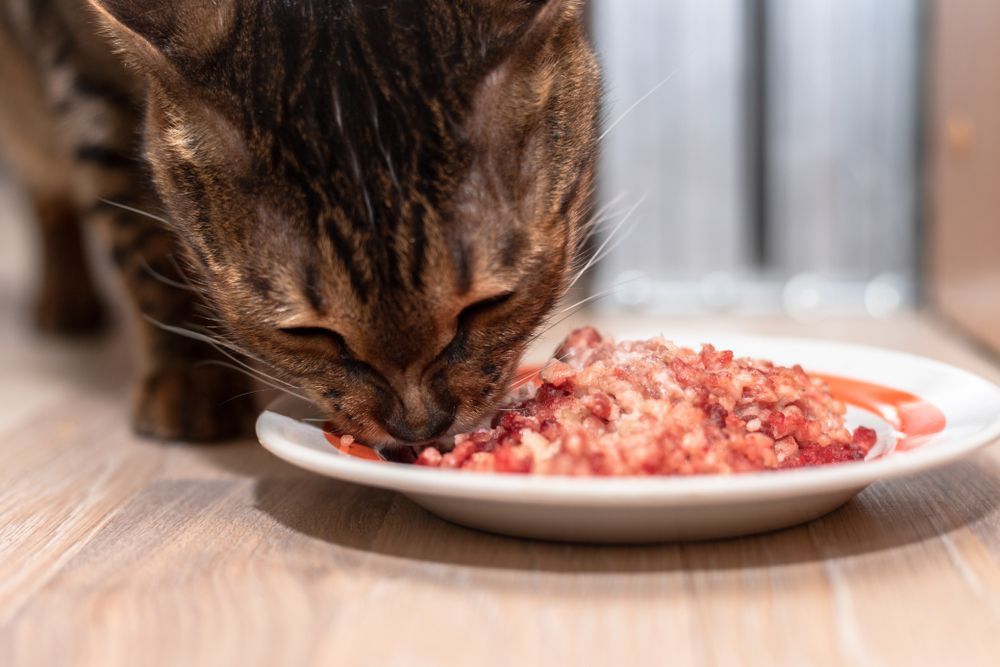 A Cat eating a plate of Food— Palms Vets–Hermit Park in Hermit Park, QLD