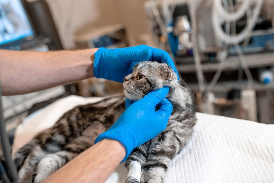 A Cat is Being Examined by a Veterinarian in a Hospital — Palms Vets–Hermit Park in Hermit Park, QLD