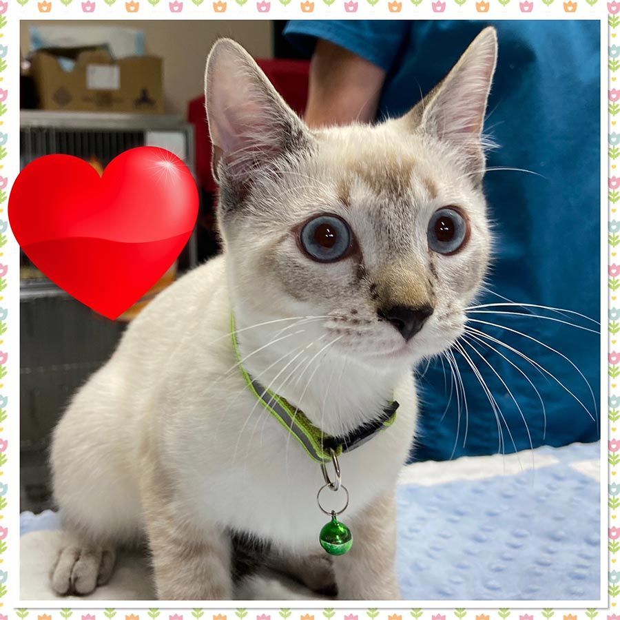 A White Cat With a Green Bell Around Its Neck — Palms Vets–Hermit Park in Hermit Park, QLD
