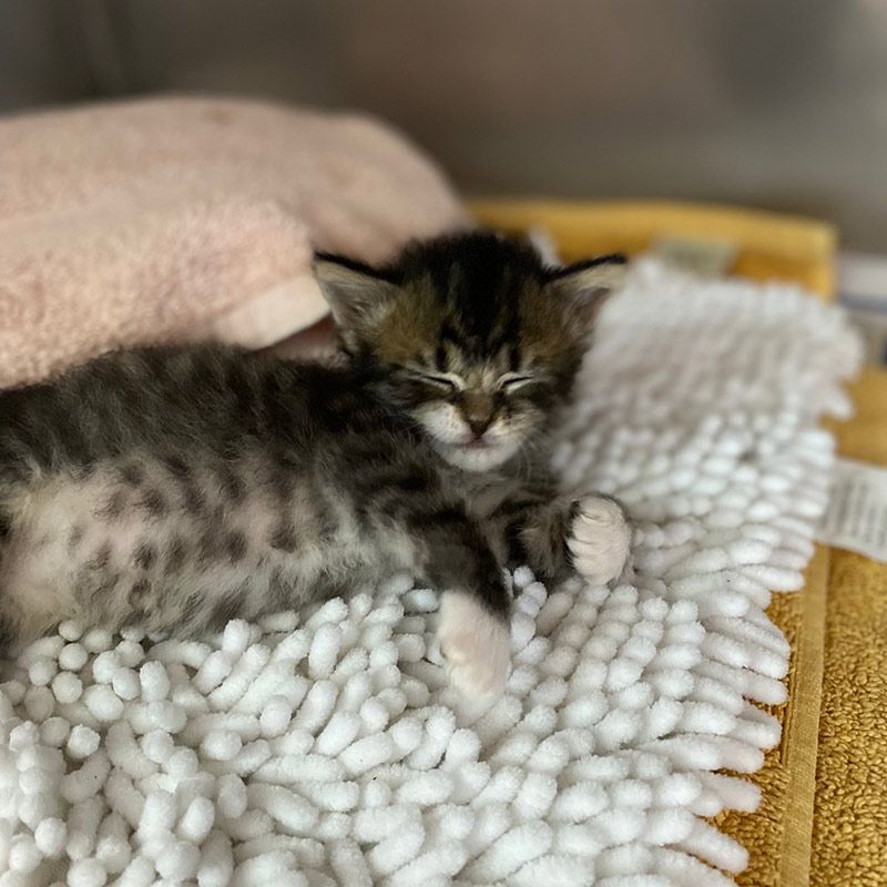 A Kitten is Laying on a Rug With Its Eyes Closed — Palms Vets–Hermit Park in Hermit Park, QLD
