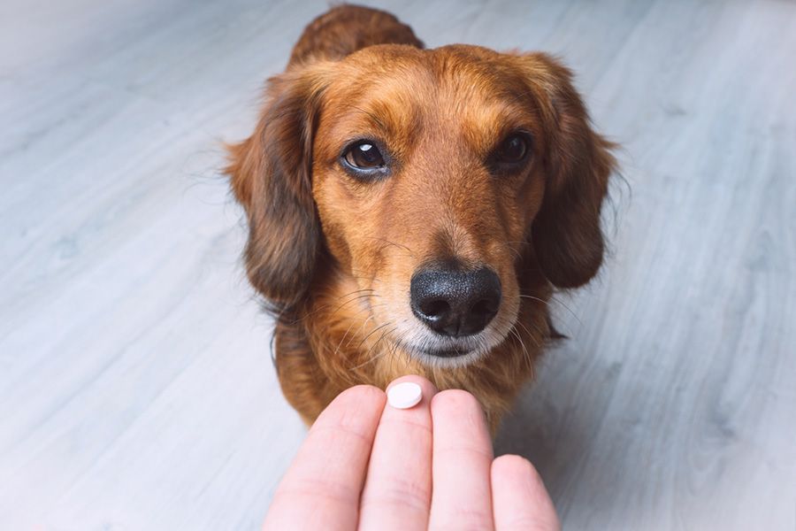 A Person is Feeding a Dachshund a Pill — Palms Vets–Hermit Park in Hermit Park, QLD