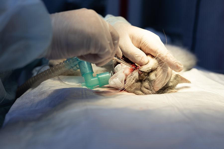 A Cat is Being Operated on by a Surgeon in an Operating Room — Palms Vets–Hermit Park in Hermit Park, QLD