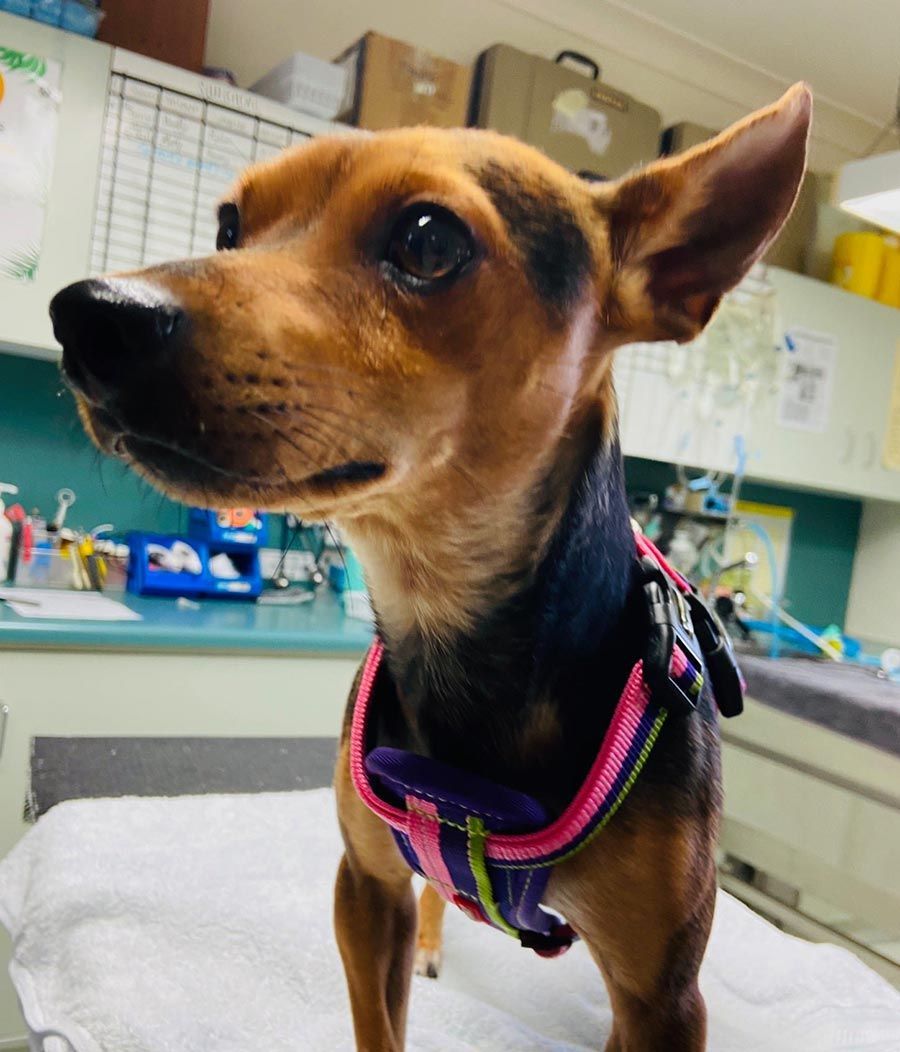 A Small Brown and Black Dog Wearing a Pink Harness — Palms Vets–Hermit Park in Hermit Park, QLD