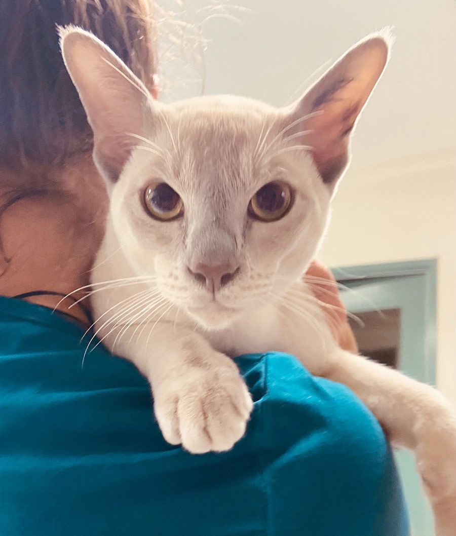 A Person is Holding a Sleeping Cat in Their Arms — Palms Vets–Hermit Park in Hermit Park, QLD